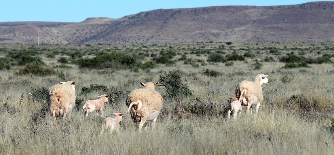 Moutons dans le paysage naturel semi-désertique du Karoo © S. Venter